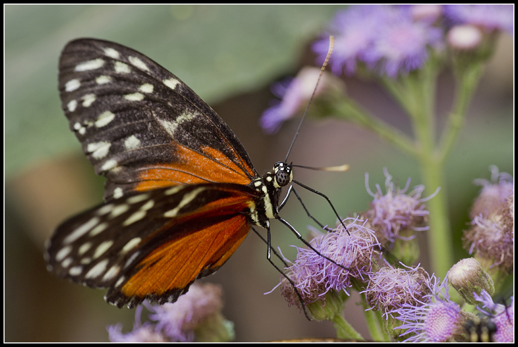 Serre au Papillons 20110410_10h40_Papillons_004