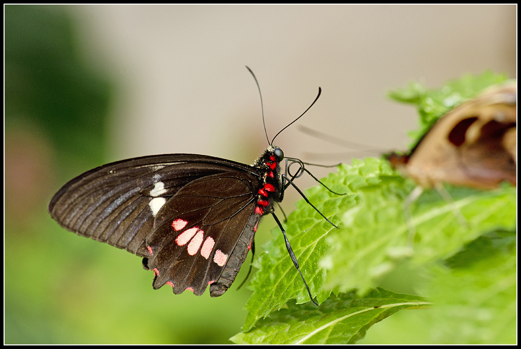 Serre au Papillons 20110410_10h45_Papillons_015