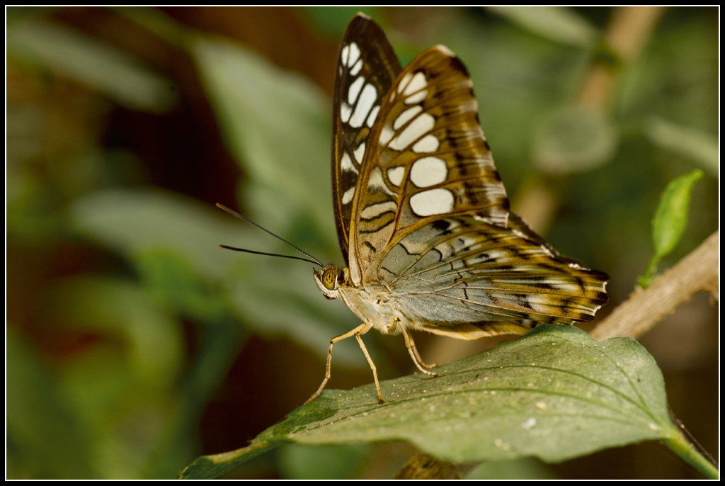 Serre au Papillons 20110410_10h48_Papillons_021