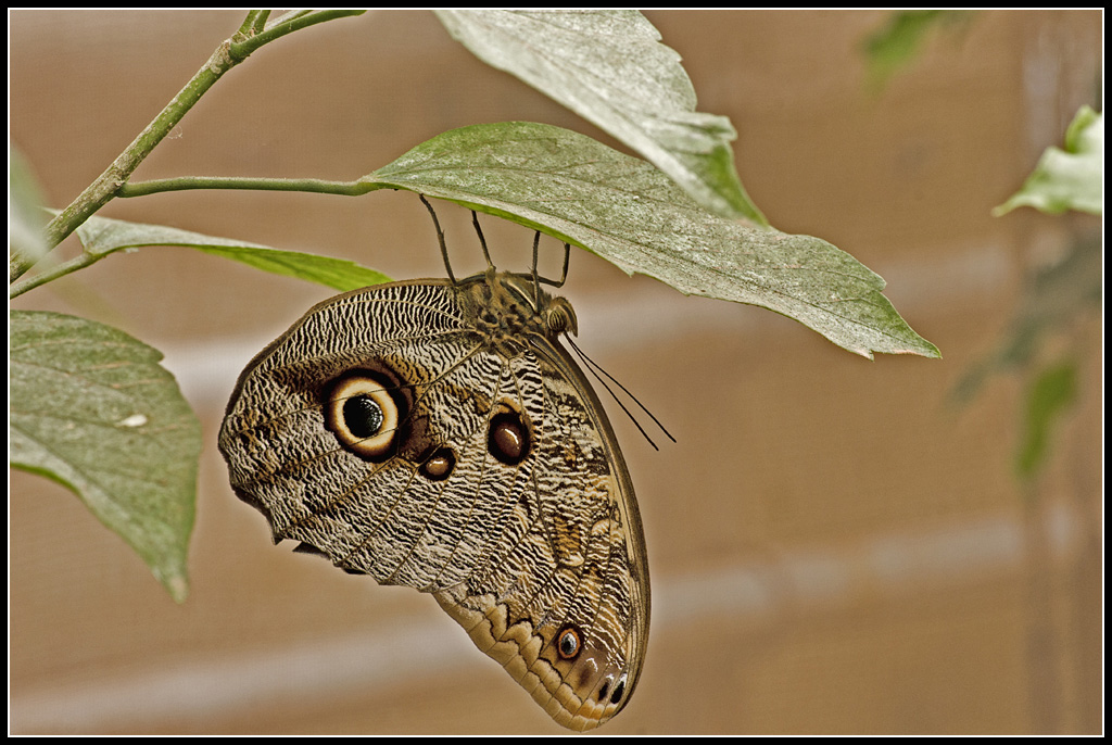 Serre au Papillons 20110410_11h07_Papillons_056